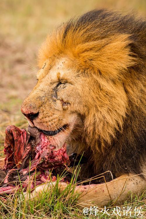 阿德尔曼谈沃特森伤势：预计不会长期缺阵，可能是骨挫伤